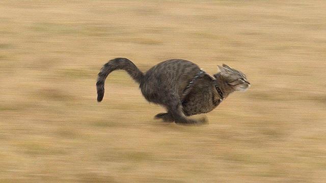 Photo of a house cat wearing a harness booking it across a blurry field of grass.